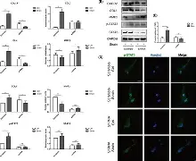 爱游戏-赛后荷甲传出新动向,尼斯临场应变,管理层表态——气氛紧张,球探报告显示潜力的简单介绍